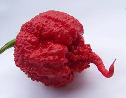 Chilli semena Carolina Reaper HP22B 10ks